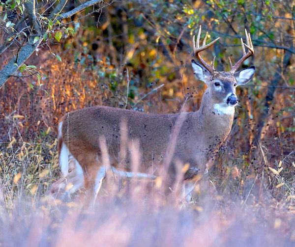 Manage Deer Year Round! How To Attract Deer To Your Property